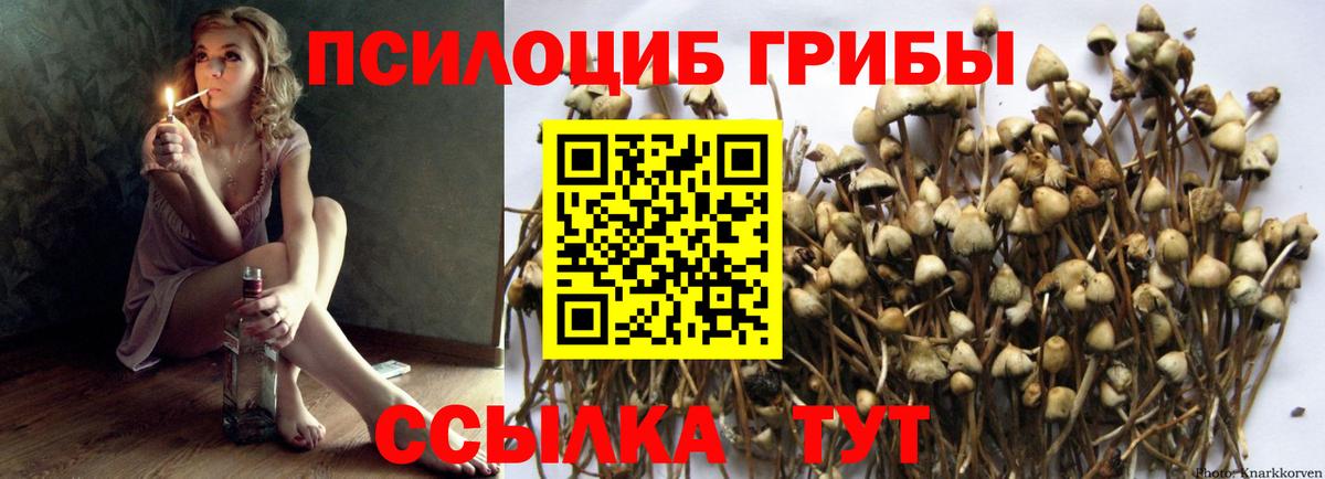 купить наркотик  Аргун  Псилоцибиновые грибы GOLDEN TEACHER 